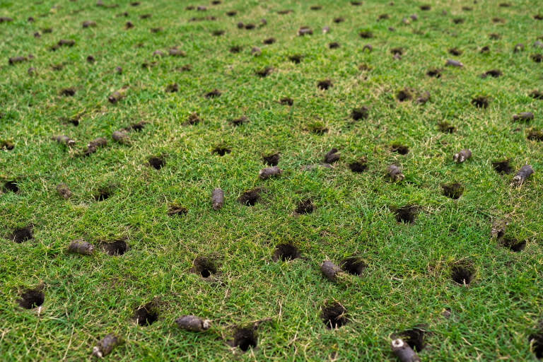 lawn care wilson nc aerorator holes in the grass